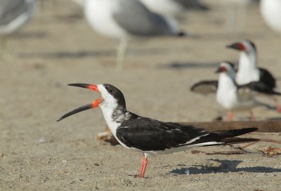 Black Skimmer