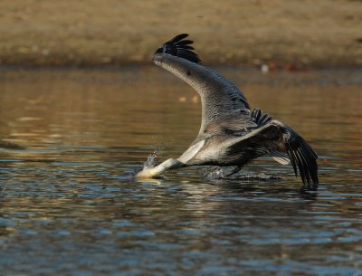 Brown Pelican, striking at prey