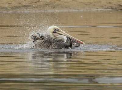 Brown Pelican, landing