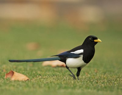 Yellow-billed Magpie