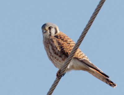 American Kestrel, female