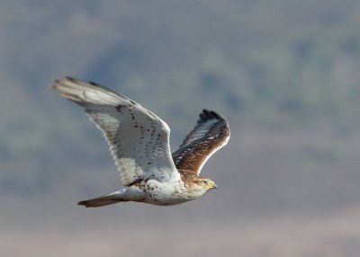 Ferruginous Hawk, juvenile