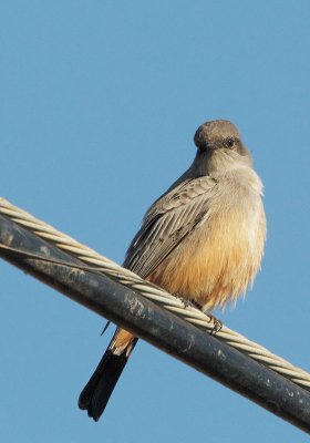 Say's Phoebe