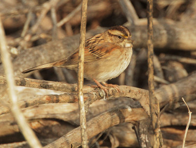 White-throated Sparrow, first cycle