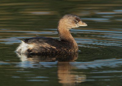 Pied-billed Grebe