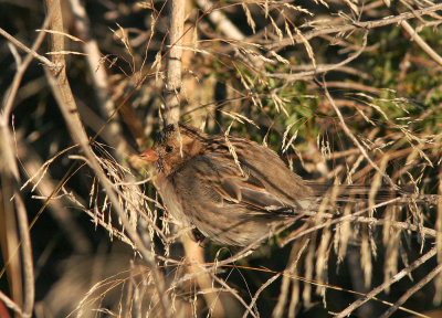 Harriss Sparrow, first winter