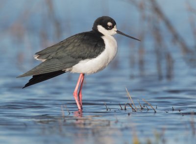 Black-necked Stilt, male