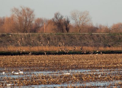 Northern Pintails