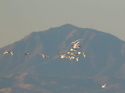 Birds -- Lodi area, December 2011