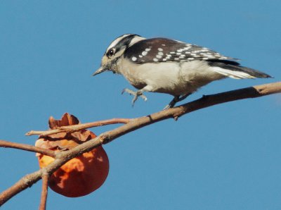 Downy Woodpecker, female