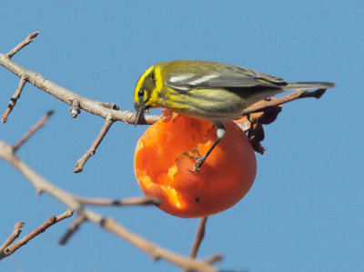 Townsend's Warbler, female