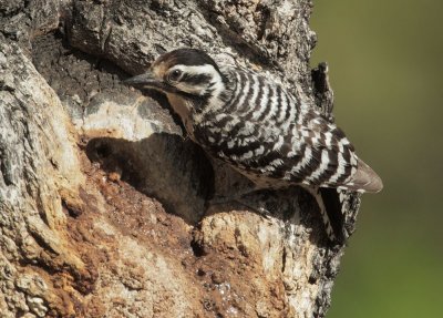 Ladder-backed Woodpecker, female