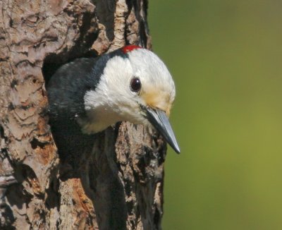 White-headed Woodpecker, male at nest
