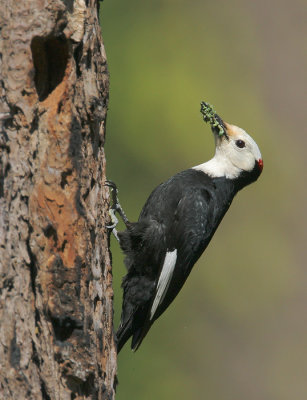 White-headed Woodpecker, male feeding young