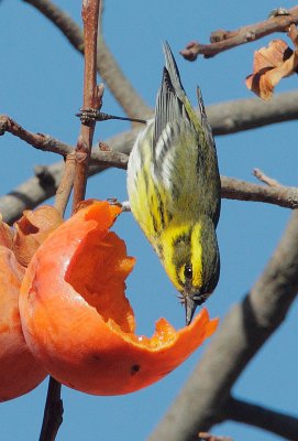 Townsend's Warbler, female, eating persimmon