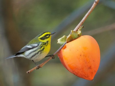 Townsend's Warbler, female, with persimmon