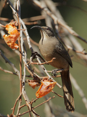 California Thrasher