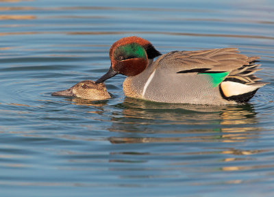 Green-winged Teal pair, copulating