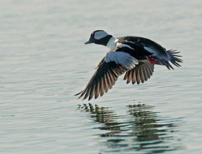 Bufflehead, male flying