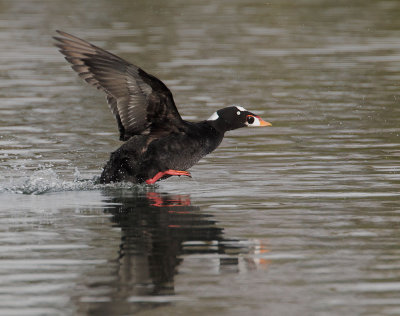 Surf Scoter, male taking off