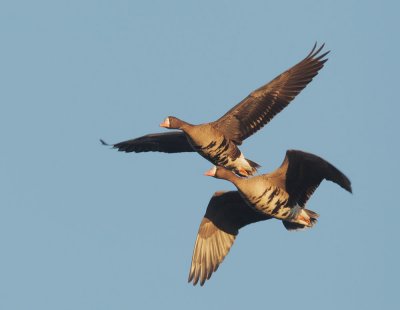Greater White-fronted Geese, flying