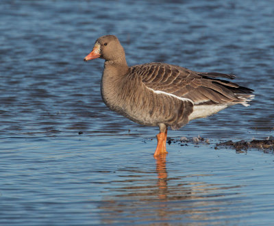 Greater White-fronted Goose, first cycle