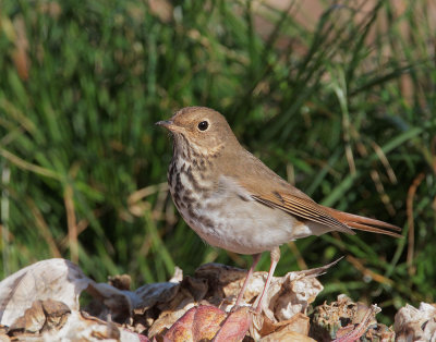 Hermit Thrush