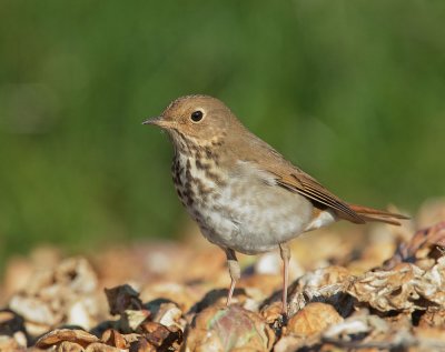 Hermit Thrush