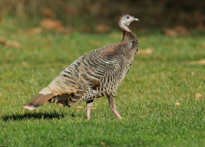 Wild Turkey