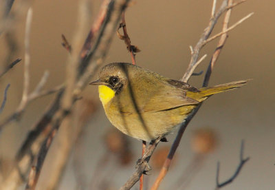 Common Yellowthroat, first-winter male