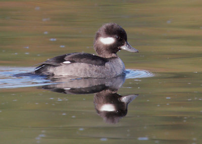 Bufflehead, female