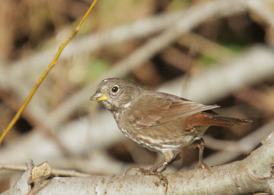 Fox Sparrow, Slate-colored?