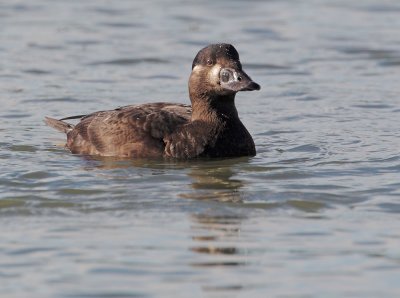 Surf Scoter, female