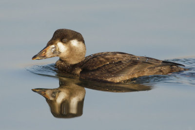 Surf Scoter, first-cycle male