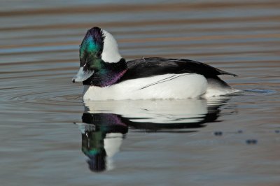 Bufflehead, male