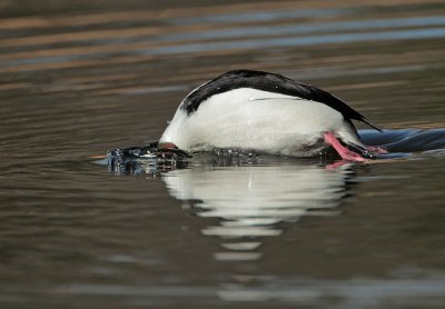 Bufflehead, male diving