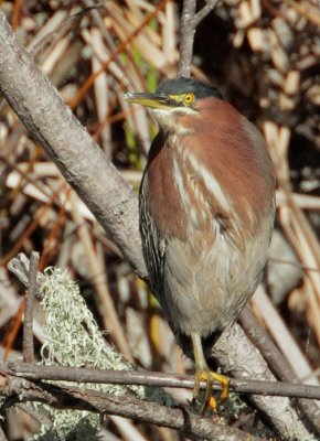 Green Heron