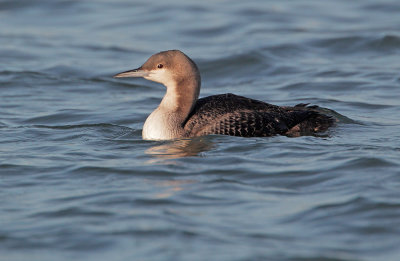 Pacific Loon