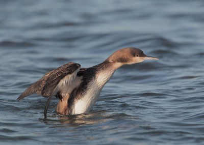 Pacific Loon