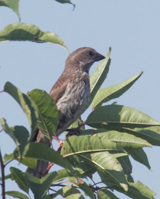 Purple Finch, female