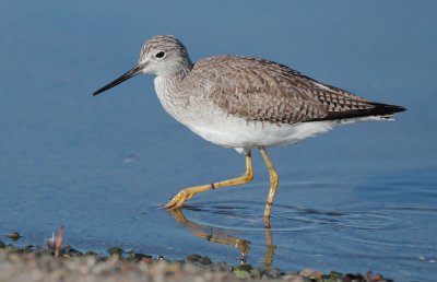 Greater Yellowlegs