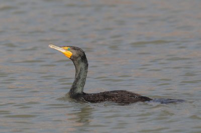 Double-crested Cormorant