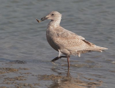 Glaucous-winged Gull with shellfish, first cycle