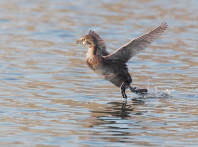 Pied-billed Grebe, with filament