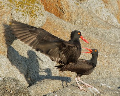 Birds -- Monterey Bay, February 2012