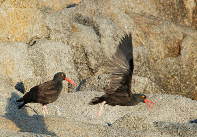Black Oystercatchers, after mating