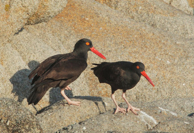 Black Oystercatchers, about to mate