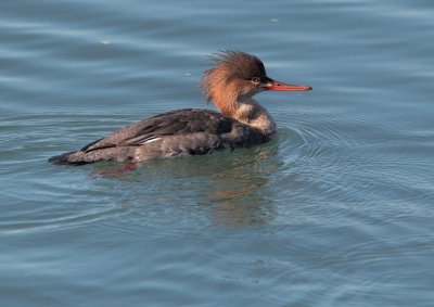 Red-breasted Merganser, female