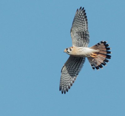 American Kestrel, male