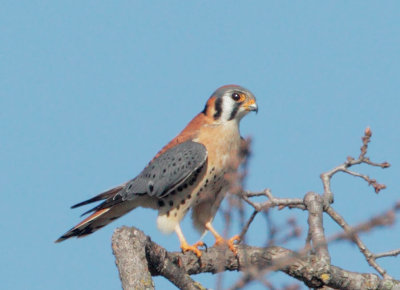 American Kestrel, male